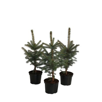 Świerk kłujący Kaibab wys. 40-50 cm don. 3 l