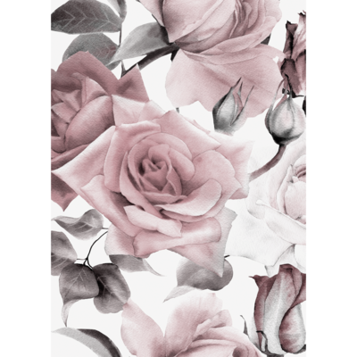 Plakat 50 x 70 cm Róże