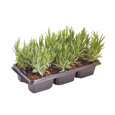 Lawenda wys. 20 cm 6-pak
