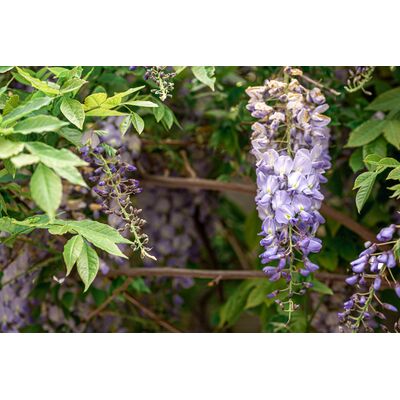 Wisteria - glicynia wys. 60-80 cm don. 17 cm