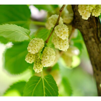 Owocowy raj (morwy) P9/C1