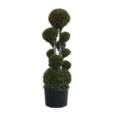 Żywotnik occidentalis Smaragd POM POM wys. 120-160 cm don. 30 cm