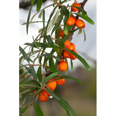 Owocowy raj (rokitnik)