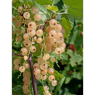 Balot Eko Smaki Dzieciństwa (porzeczki)