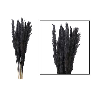 Trawa pampasowa mace czarna