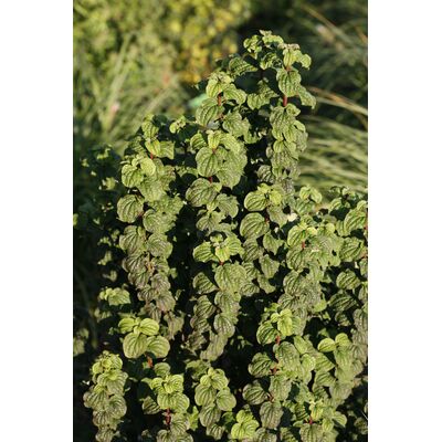 dereń świdwa 'Compressa'