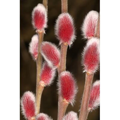 wierzba wiotka 'Mt Aso'