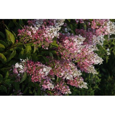 Hortensja bukietowa Pinky Winky
