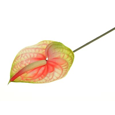 Anturium pojedyncze 65 cm zielono-różowe