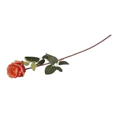 Róża pojedyncza pomarańczowa