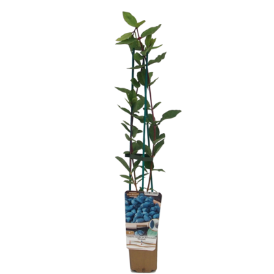 Jagoda kamczacka C1 mix