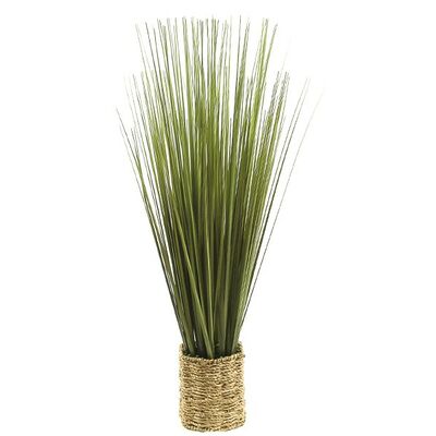 Trawa w doniczce 74 cm