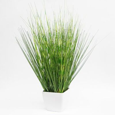 Trawa w doniczce 53 cm