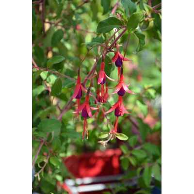 Fuksja ogrodowa 60 cm C2