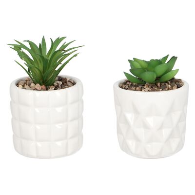 Sukulent w osłonce 7 x 7 cm