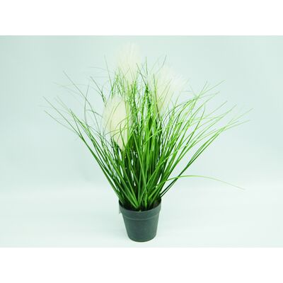 Trawa w doniczce 45 cm