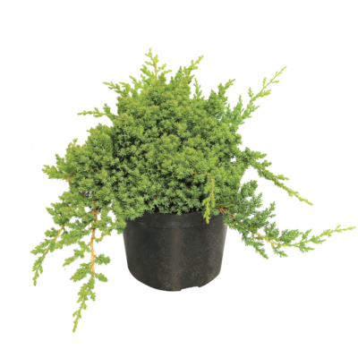 Jałowiec rozesłany nana don. 2 l