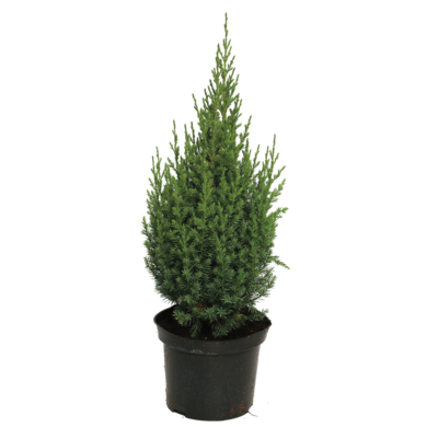 Jałowiec chiński stricta doniczka: 3 L wys. 30-40 cm