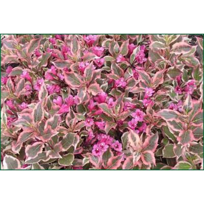 Krzewuszka fl.Monet ®