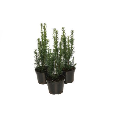 Cis media Hicksii, don. 2 l