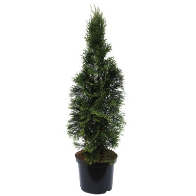 Tuja 'Smaragd' don. 2 l