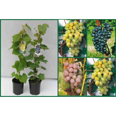 Winorośl bezpestkowa mix