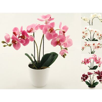 Storczyk w doniczce gumowany