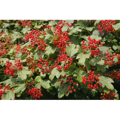 Kalina koralowa wys. 30-40 cm don. 19 cm