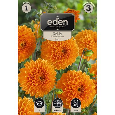 Dalia pomponowa Sylvia 1 sztuka Eden