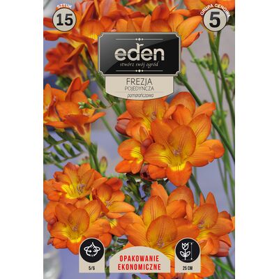 Frezja pojedyńcza 15 sztuk Eden