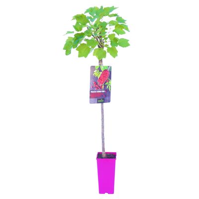 Porzeczkoagrest na pniu wys. 110-120 cm don. 2 l