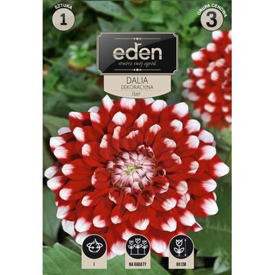 Dalia dekoracyjna Duet 1 sztuka Eden