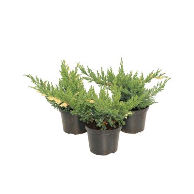 Jałowiec chin. Expansa Variegata