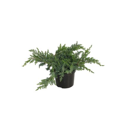 Jałowiec com. Green Carpet don. 2 l