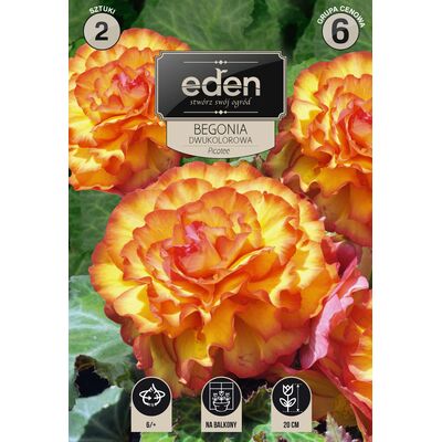 Begonia bulwiasta dwukolorowa Picotte 2 sztuki Eden