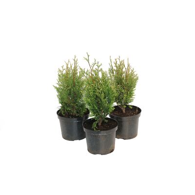 Żywotnik plicata Kórnik, wys.30-40 cm, don.2 l