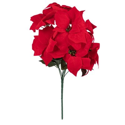 Poinsecja bukiet 9 kwiatów mix kolorów