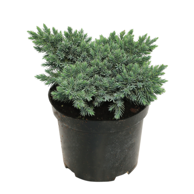 Jałowiec blue star don. 2 l