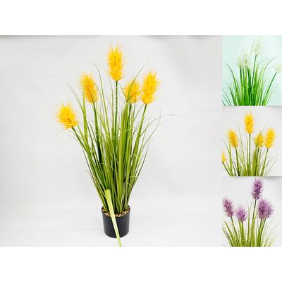 Trawa w doniczce różne kolory