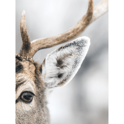 Plakat 30 x 40 cm Jeleń