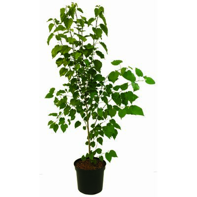 Kolekcja drzew 150-200 cm C5