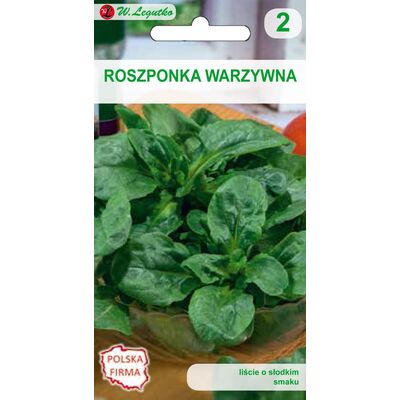 Roszponka warzywna Verte de Cambrai IV, VIII-XI W.Legutko