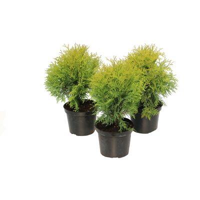 Żywotnik occidentalis Golden Globe