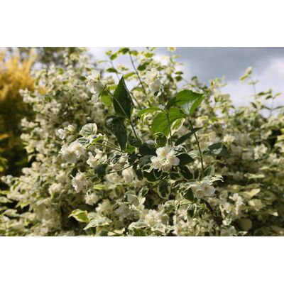 Jaśminowiec wys. 40-60 cm don. 21 cm