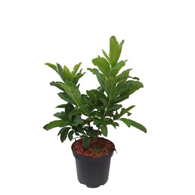 Azalia wielkokwiatowa mix wys. 20-40 cm don. 2 l