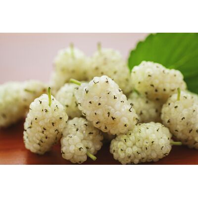 Balot Eko Owocowy Raj (morwy)