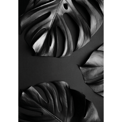Plakat 21 x 30 cm Monstera Czarna