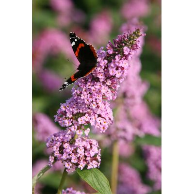 Budleja davida wys. 30-40 cm don. 19 cm