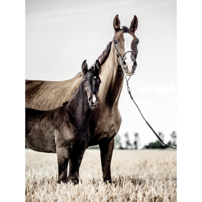 Plakat 30 x 40 cm Konie