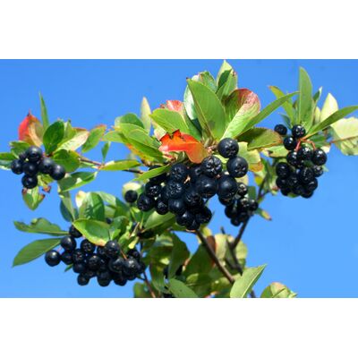 Owocowy raj (aronia) wys. 30-50 cm don. P9/C1
